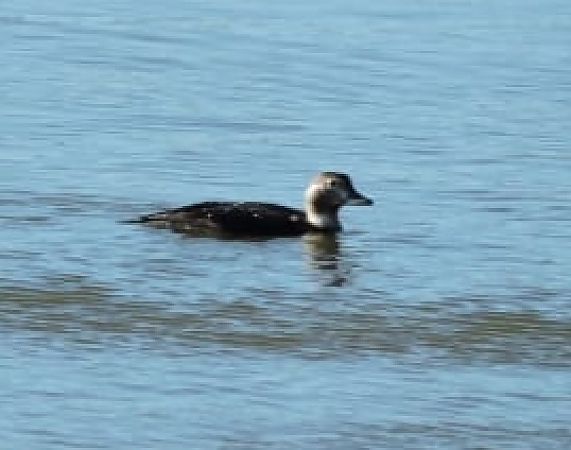 Moretta codona  - Riccardo de Santis