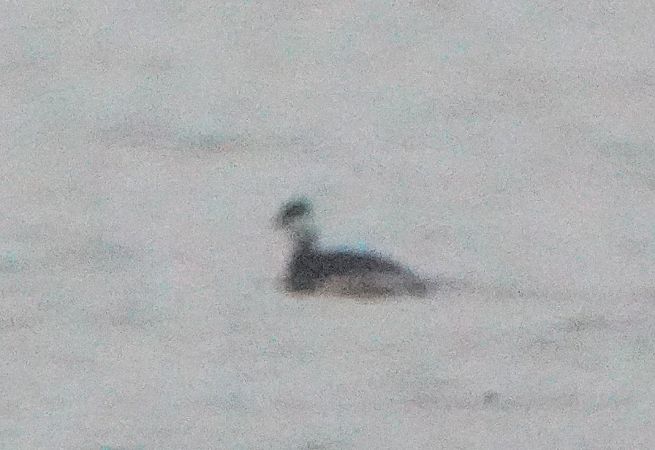 perkoz rogaty  - Monika Żochowska