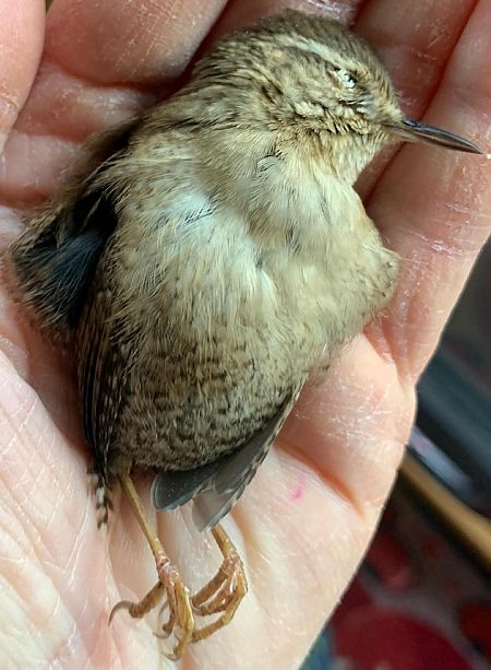 Zaunkönig  - Monica Artale