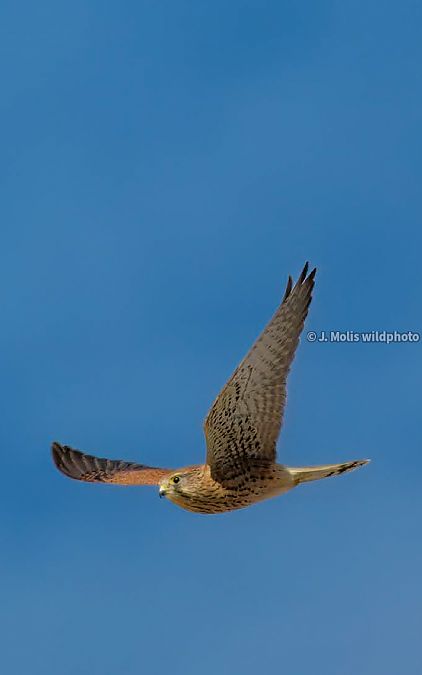 Xoriguer comú  - Jose Molis