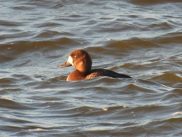 Greater Scaup  - Kacper Mikulski