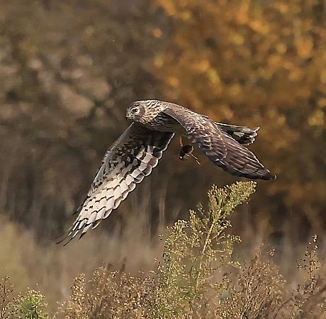 Kornweihe  - Christine Horn