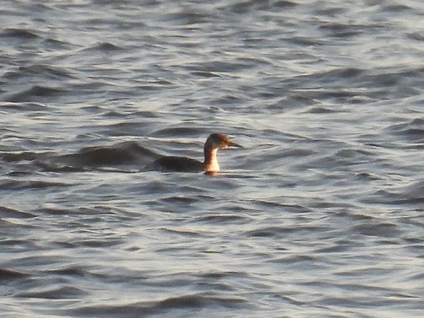 Grèbe jougris  - Kacper Mikulski