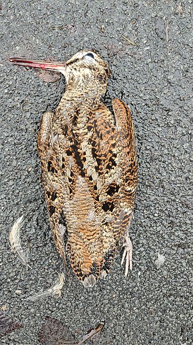 Waldschnepfe  - Peter Heinrich