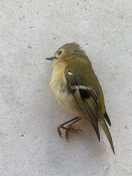 Regolo  - Monica Artale