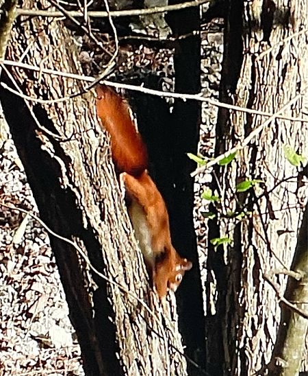 Scoiattolo comune europeo  - Giampaolo Toniolo