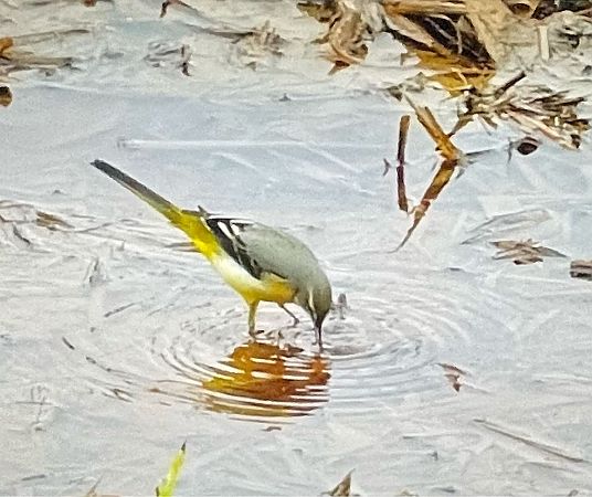 Ballerina gialla  - Giampaolo Toniolo