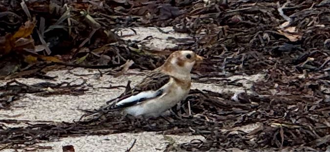 Schneeammer  - Lotti Havnix