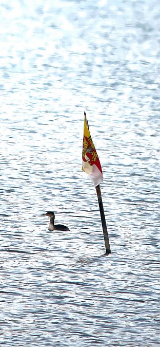 Grèbe jougris  - Ralph Winkler