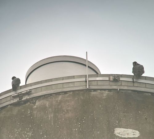 Wanderfalke  - Valentin Graf