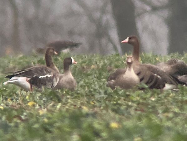 gęś mała  - Mateusz Gutowski