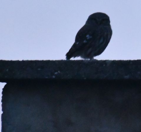 pójdźka  - Paweł Zaniecki