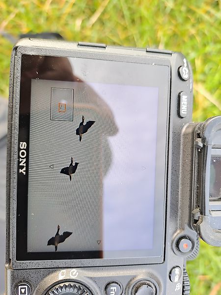 Barnacle Goose  - Mateusz Cymbała