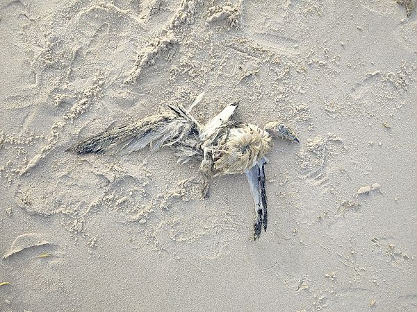 Dreizehenmöwe  - Yannis Below