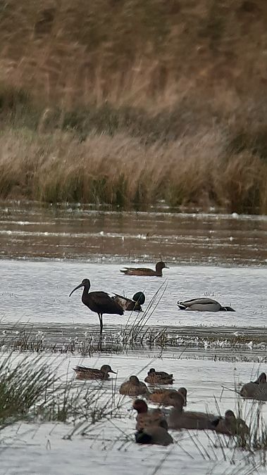 Sichler  - Helgard Lemke