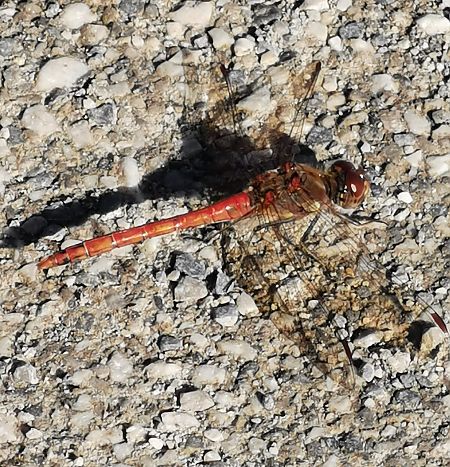 Sympétrum strié  - Andrea Verdelli