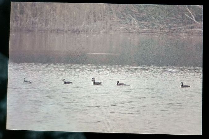 perkoz rogaty  - Piotr Kosidło