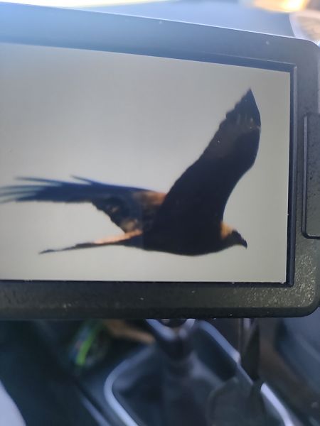 kania ruda  - Roman Kempa