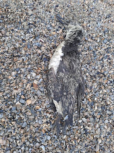 Trottellumme  - David Kaliss