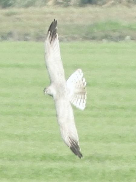 Albanella pallida  - Massimo Tassinari