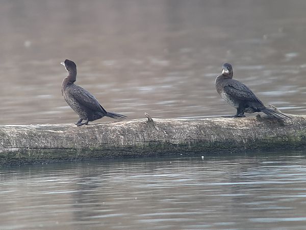 Cormoran pygmée  - Franz Stoll