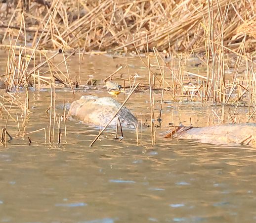 Ballerina gialla  - Adelfina Aldrovandi