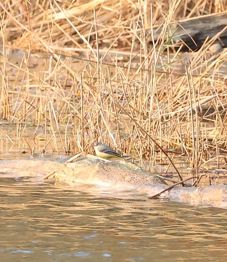 Ballerina gialla  - Adelfina Aldrovandi