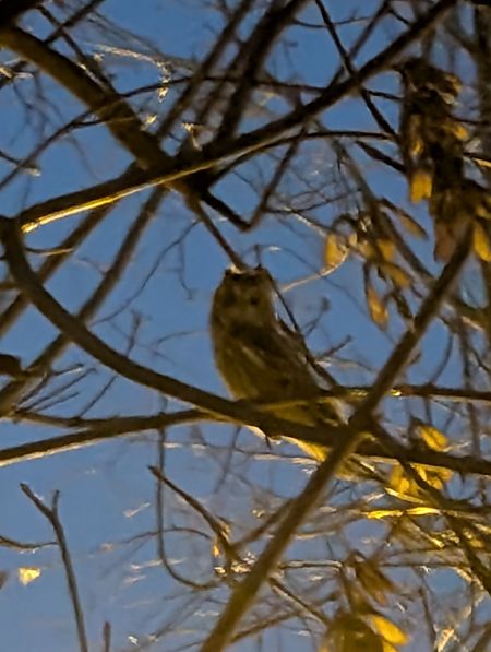 uszatka  - Robert Pach