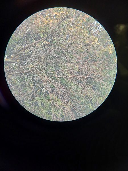 Sparviere  - Sara Stella (FVG)