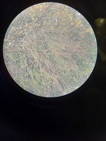 Sparviere  - Sara Stella (FVG)