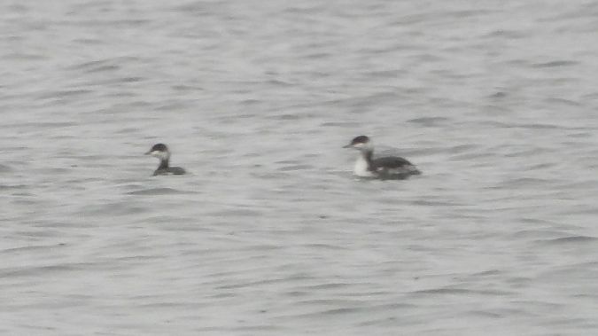 perkoz rogaty  - Jarek Matusiak