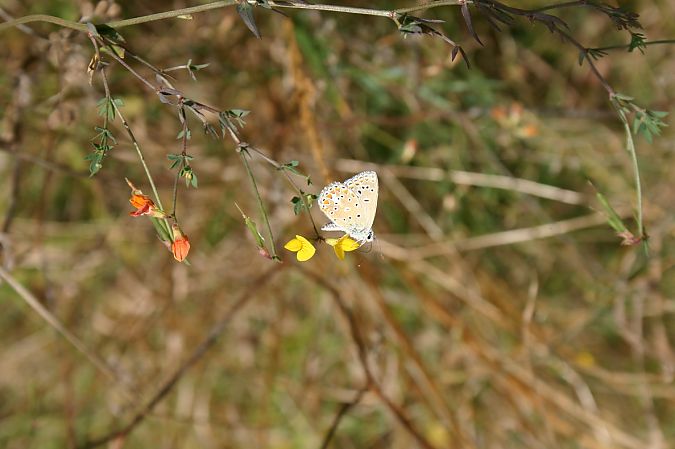 Polyommatus thersites  - Maialen Mendigutxia