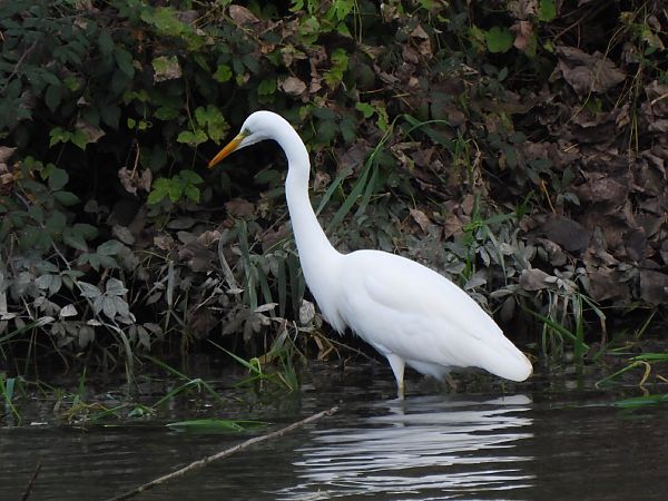 Agró blanc  - Joan Pessarrodona