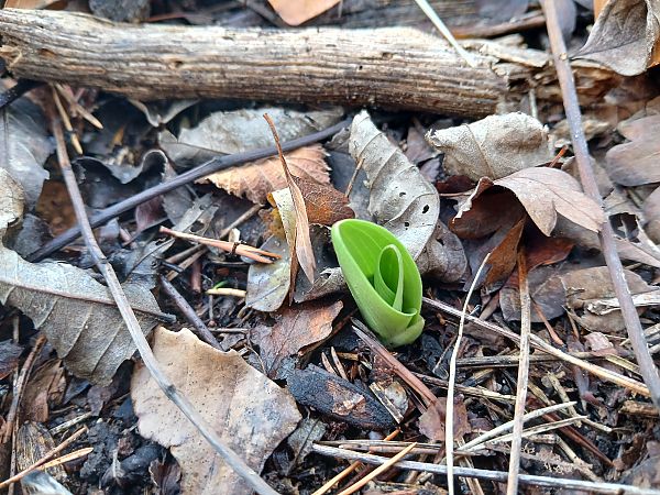 Orchis purpurea  - Alain Falvard