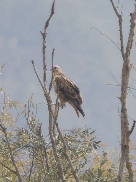 Poiana codabianca  - Marco Bruni