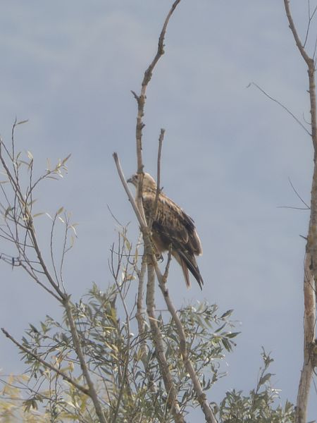 Poiana codabianca  - Marco Bruni
