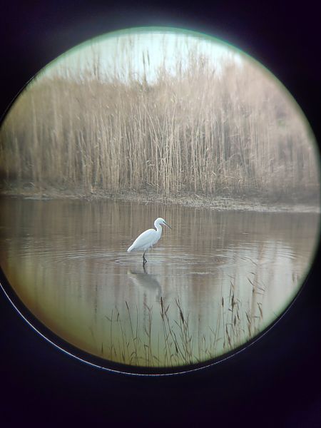 Seidenreiher  - Yannis Below
