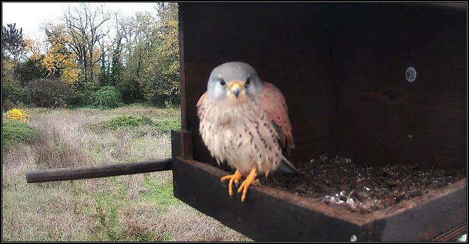 Gheppio  - Giuseppe Di Lieto