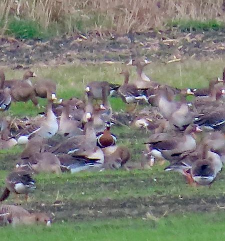 Oca collorosso  - Lino Lipparini