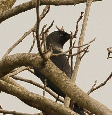 Taccola orientale  - Pietro Zamò