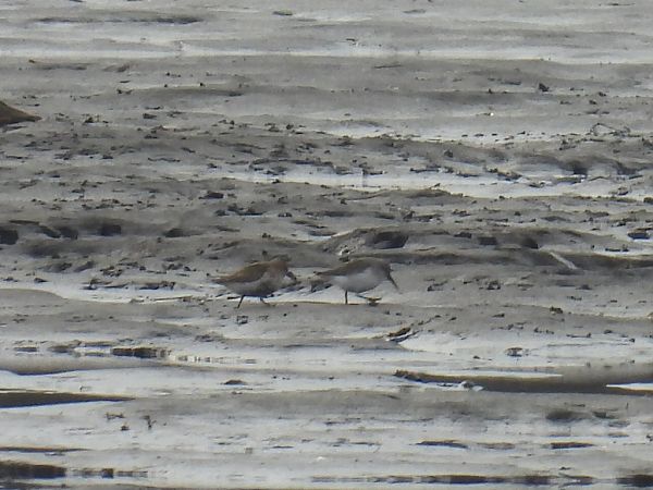 biegus zmienny  - Kacper Mikulski