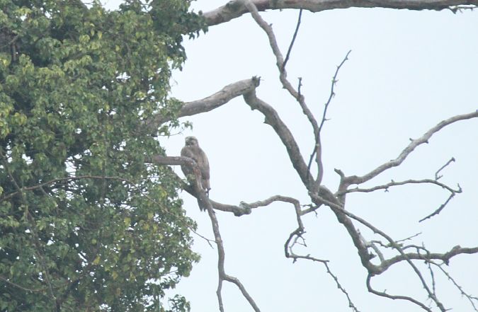 Poiana  - Alessio Mannello