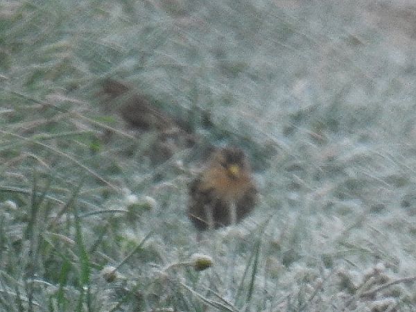 rzepołuch  - Samuel Odrzykoski