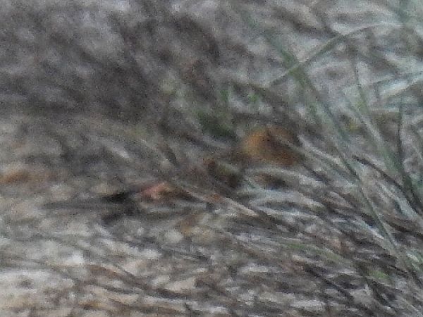 rzepołuch  - Samuel Odrzykoski