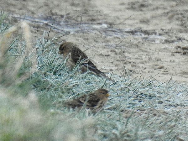 rzepołuch  - Samuel Odrzykoski