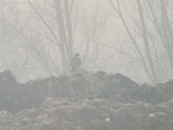 Wanderfalke  - Tomasz Knioła