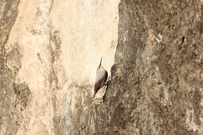 Picchio muraiolo  - Adelfina Aldrovandi