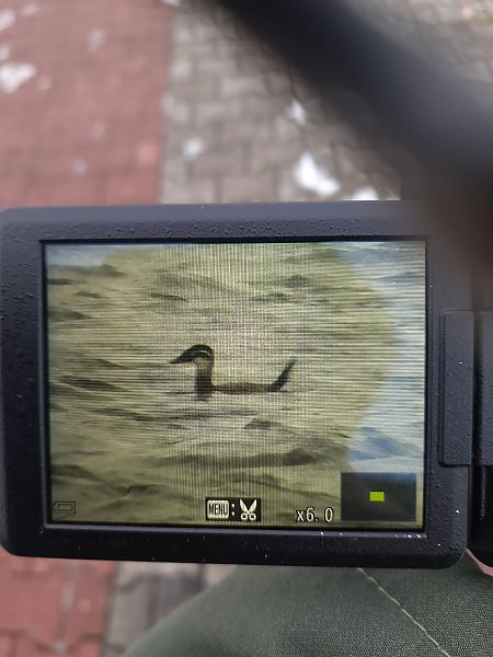 sterniczka  - Łukasz Krawczyk