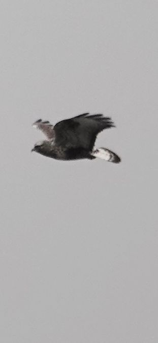 Buse pattue  - Christine Ludwig