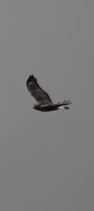 Buse pattue  - Christine Ludwig